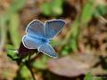 Polyommatus myrrhus (Çokgözlü Büyük Turanmavisi)